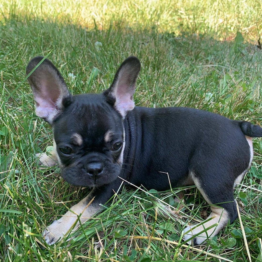 Französische Bulldogge-Welpe Bentley