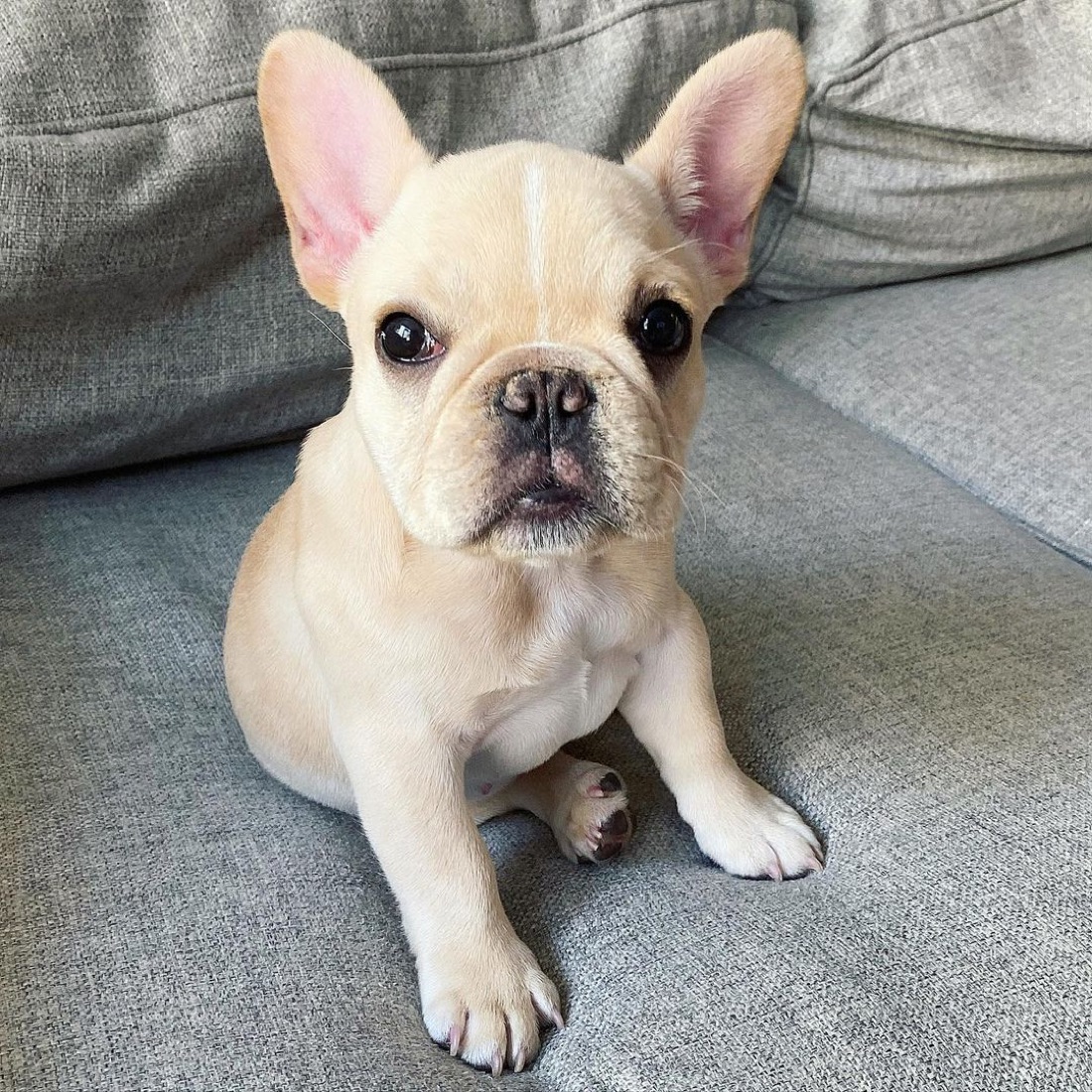 Französische Bulldogge-Welpe