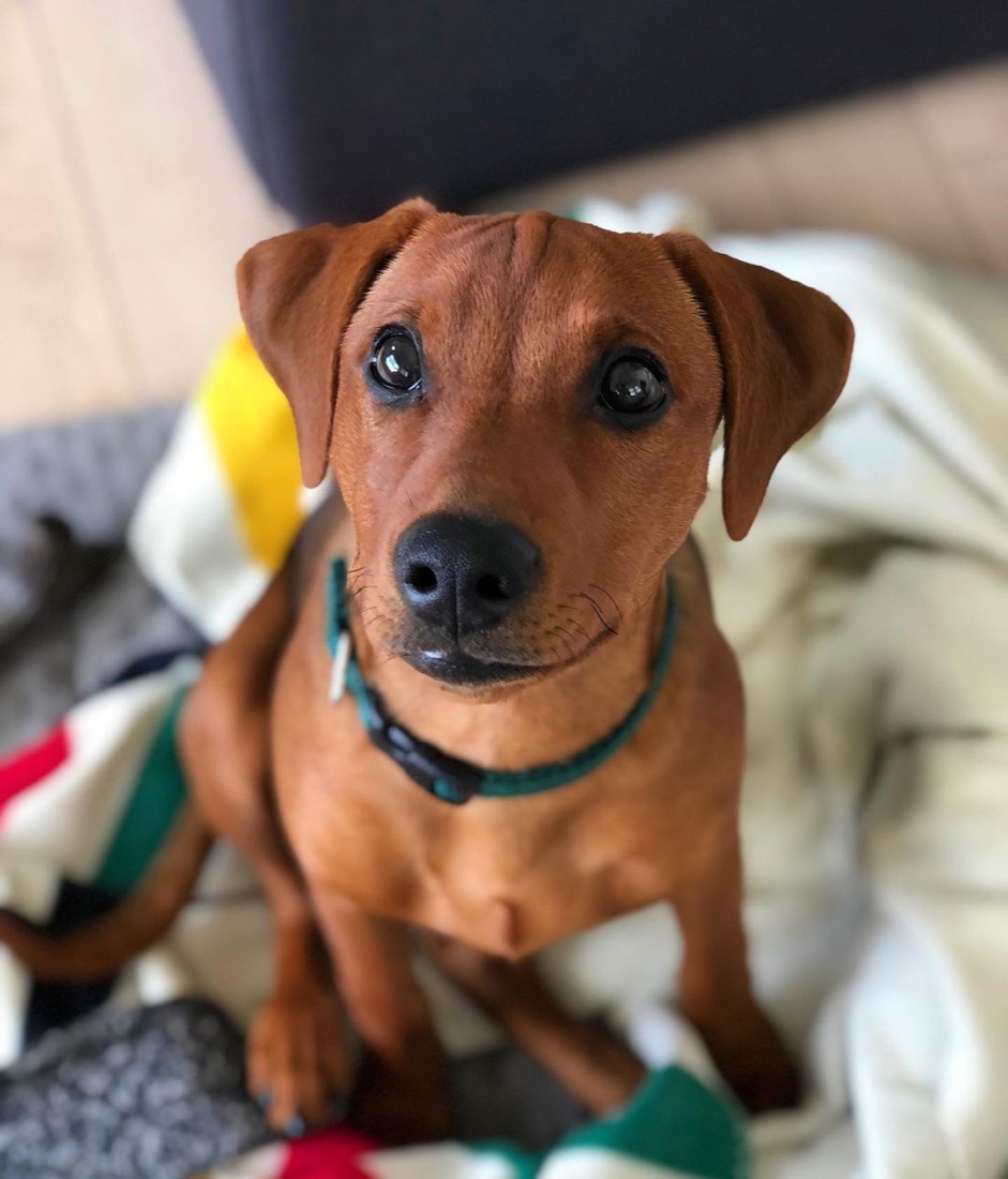 Deutscher Pinscher-Welpe