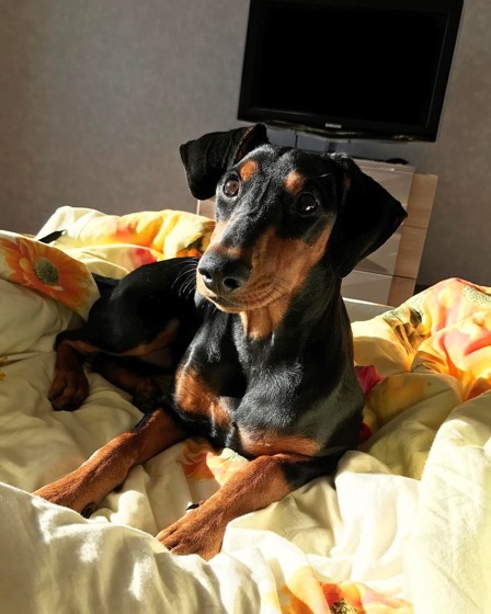 Deutscher Pinscher-Welpe Tessa