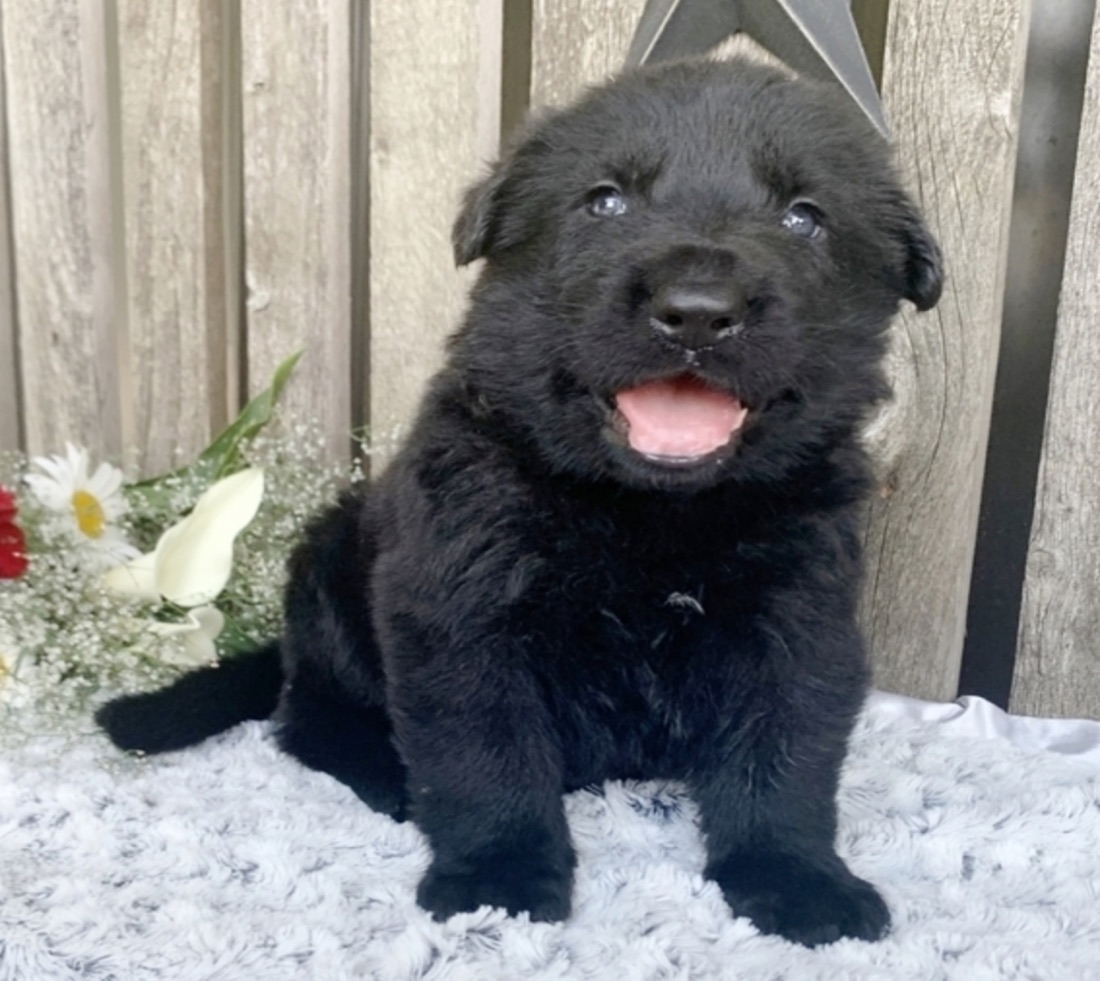 Deutscher Schäferhund-Welpe Blackjack