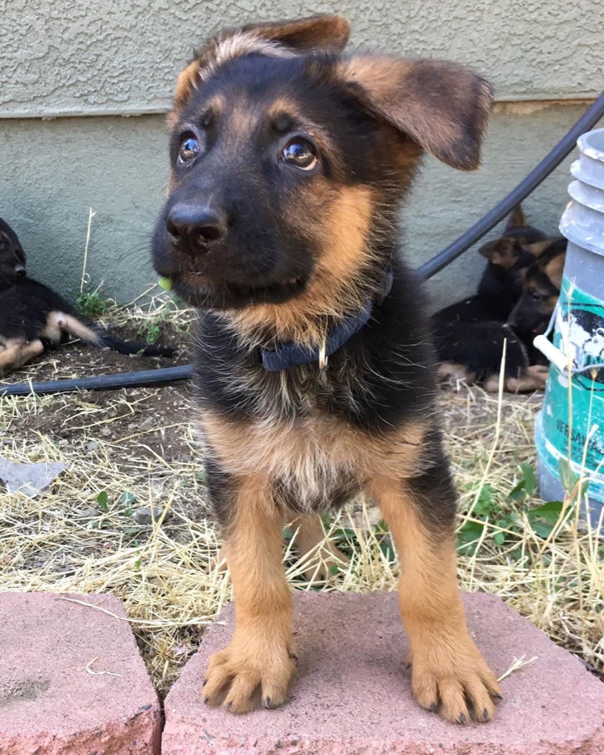 Deutscher Schäferhund-Welpe Blitz