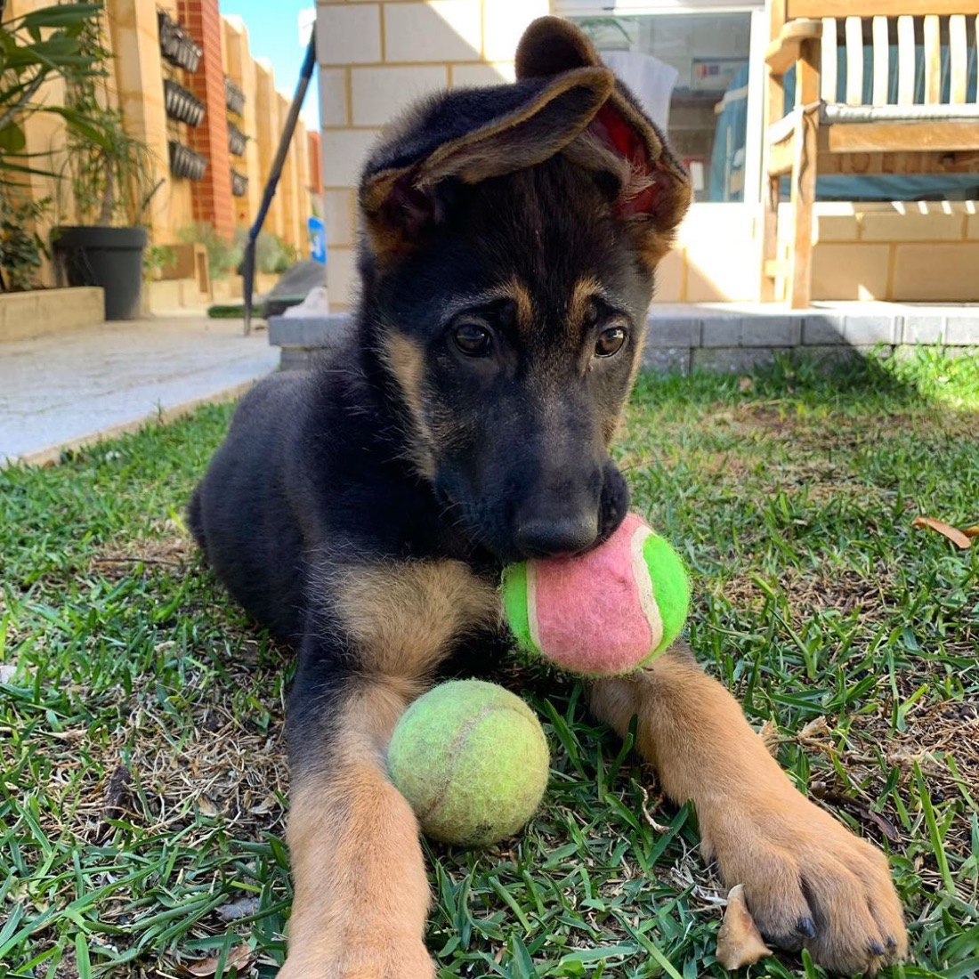 Deutscher Schäferhund-Welpe Luna