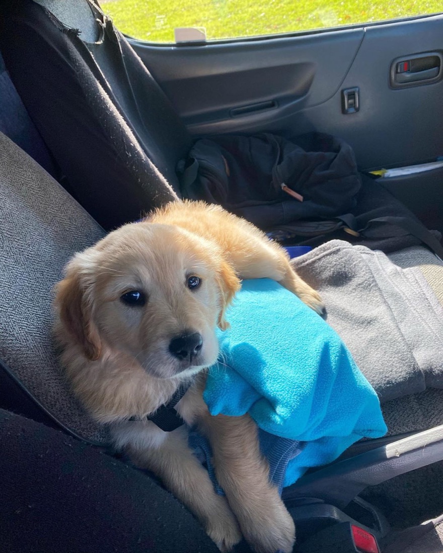 Golden Retriever-Welpe Beau