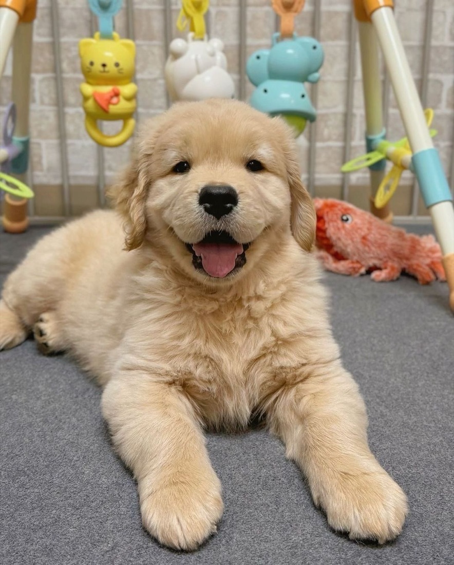 Golden Retriever-Welpe