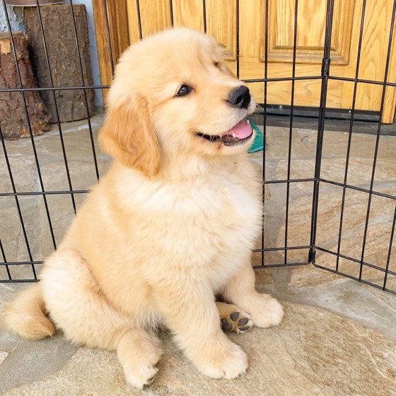 Golden Retriever-Welpe Lily