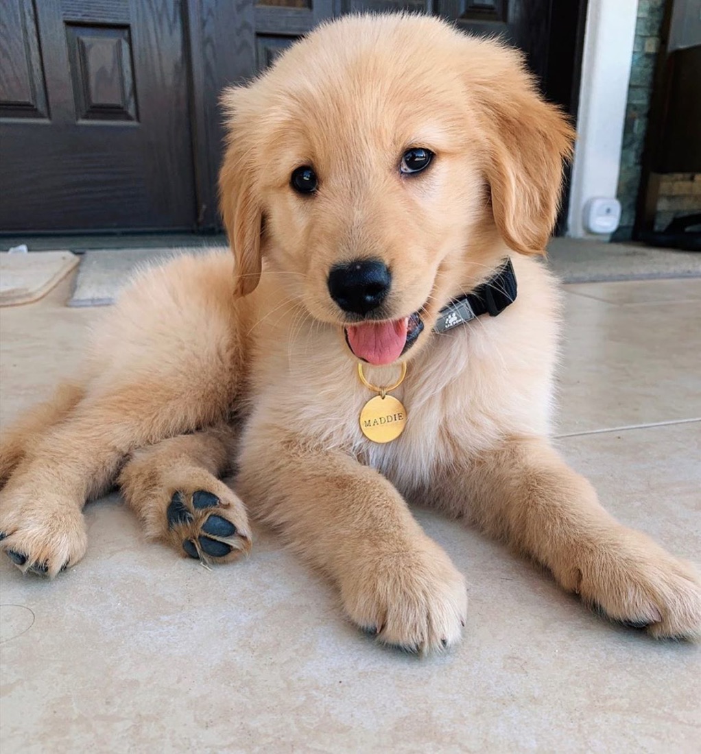 Golden Retriever-Welpe Maddie