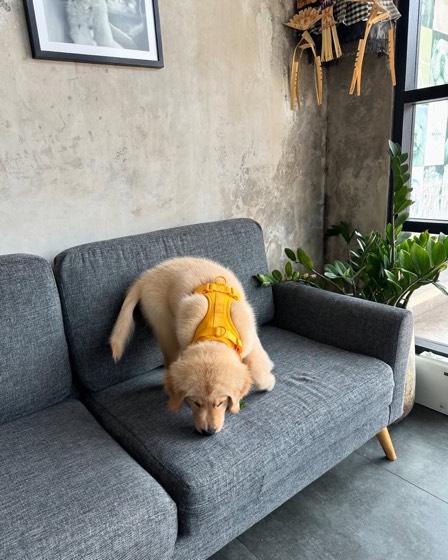 Golden Retriever-Welpe Momo