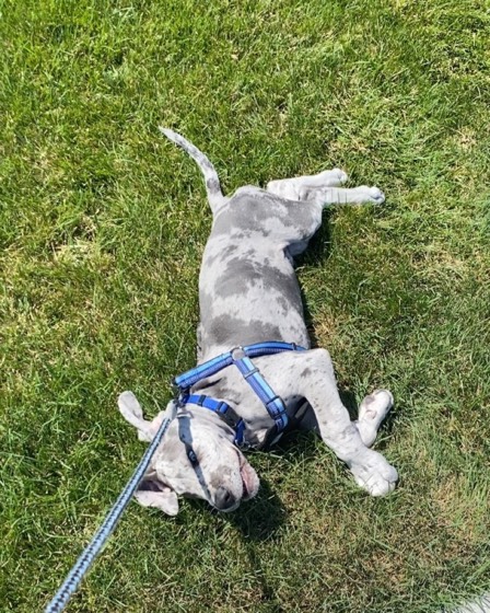 Deutsche Dogge-Welpe Blu