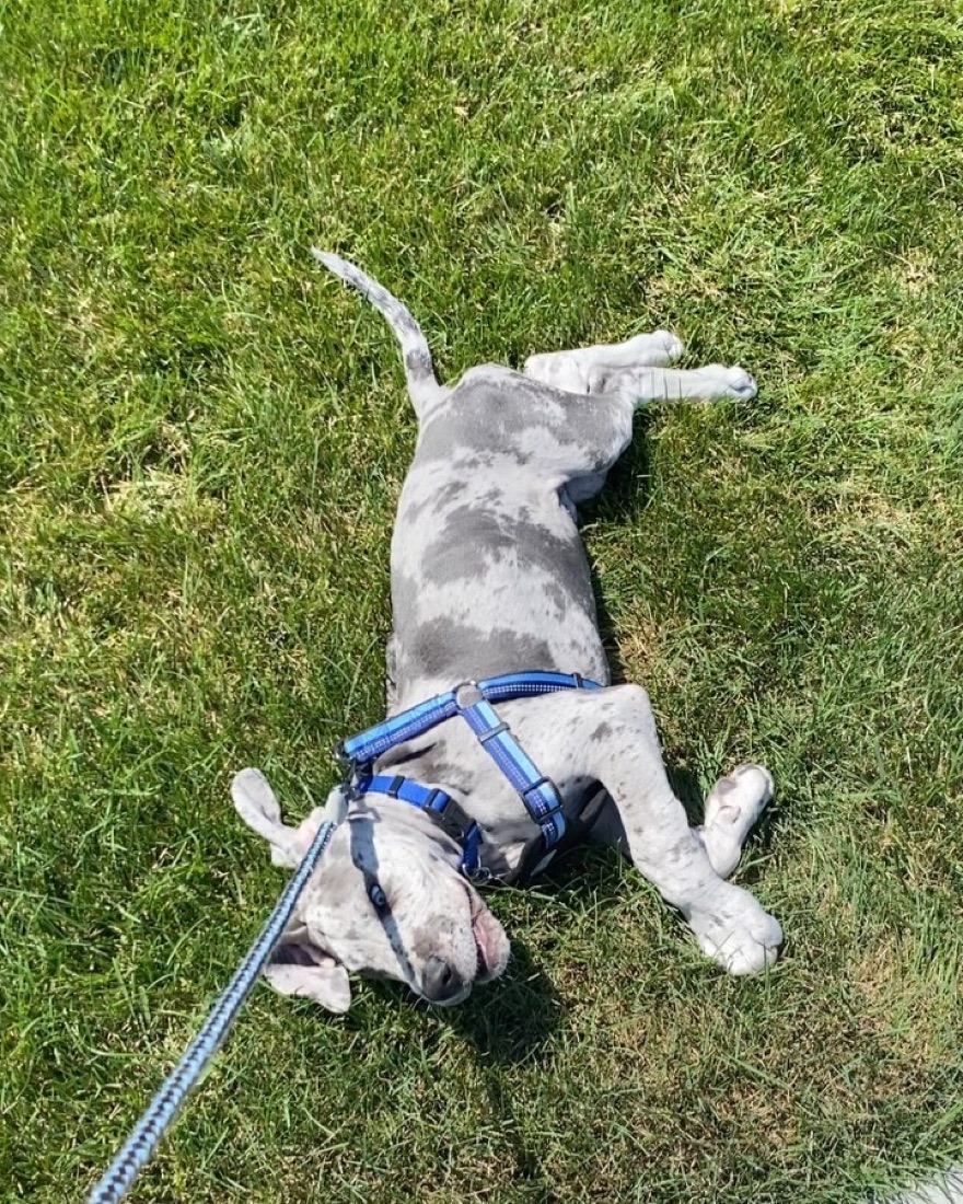 Deutsche Dogge-Welpe Blu