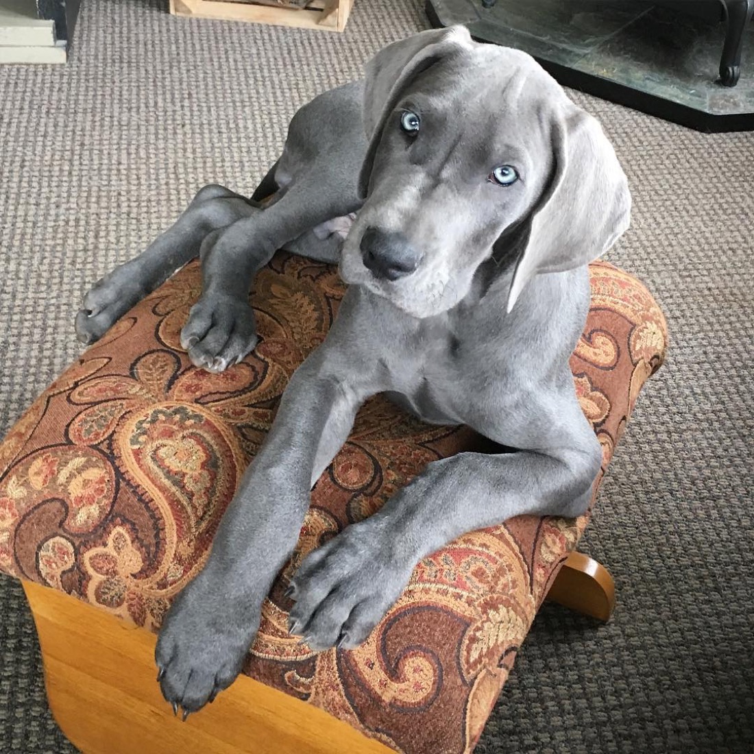 Deutsche Dogge-Welpe Cooper