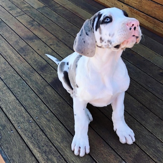 Deutsche Dogge-Welpe Tinkerbell