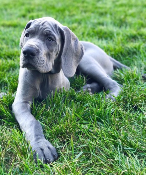Deutsche Dogge-Welpe Tyson