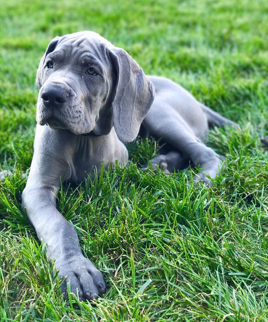 Deutsche Dogge-Welpe Tyson