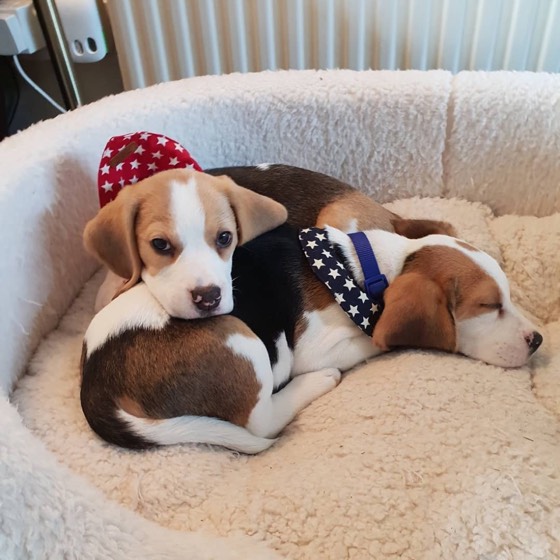 Jack Russell Terrier-Welpe Angie