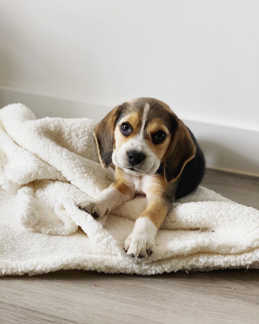 Jack Russell Terrier-Welpe Bailey