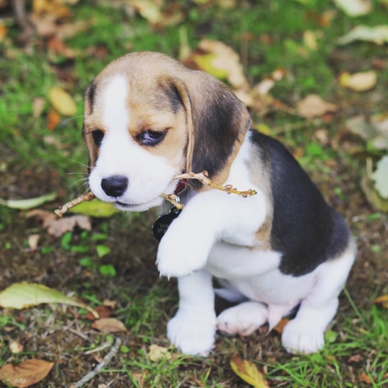 Jack Russell Terrier-Welpe Gibson