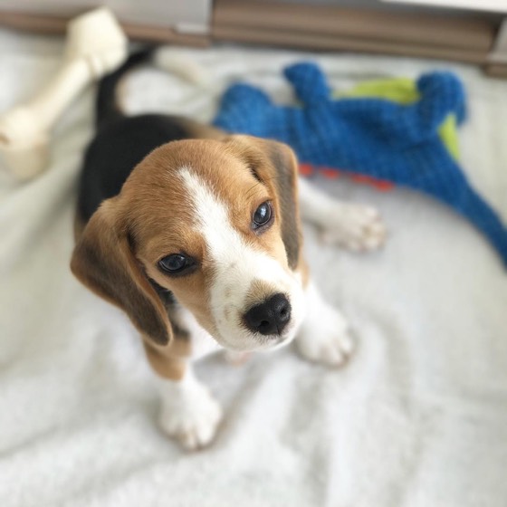 Jack Russell Terrier-Welpe Millie
