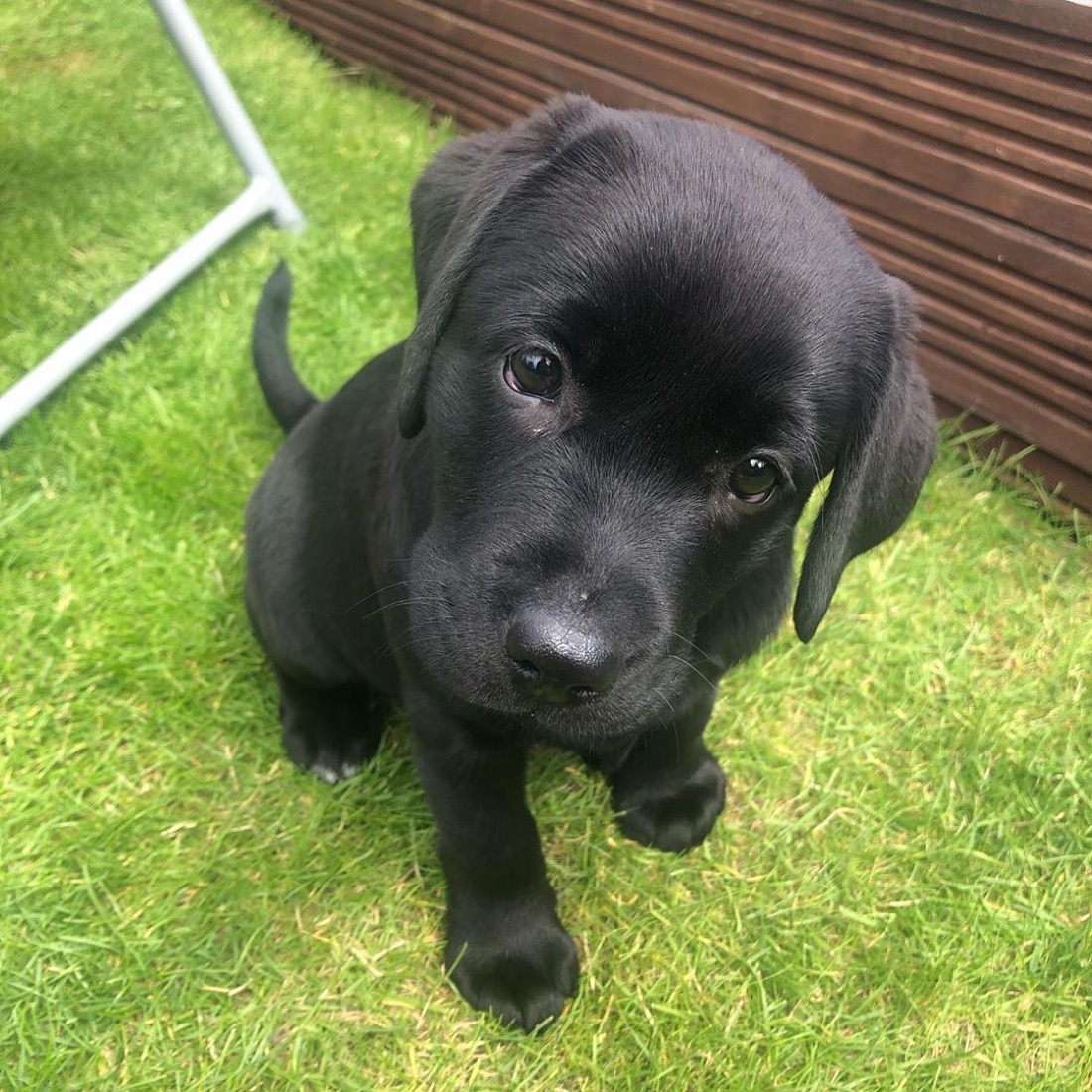 Labrador Retriever-Welpe Bailey