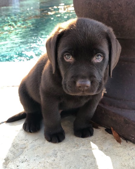 Labrador Retriever-Welpe Chub