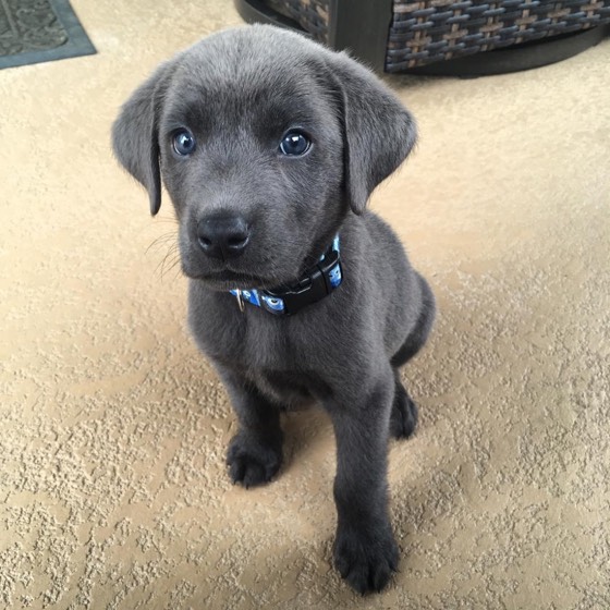 Labrador Retriever-Welpe