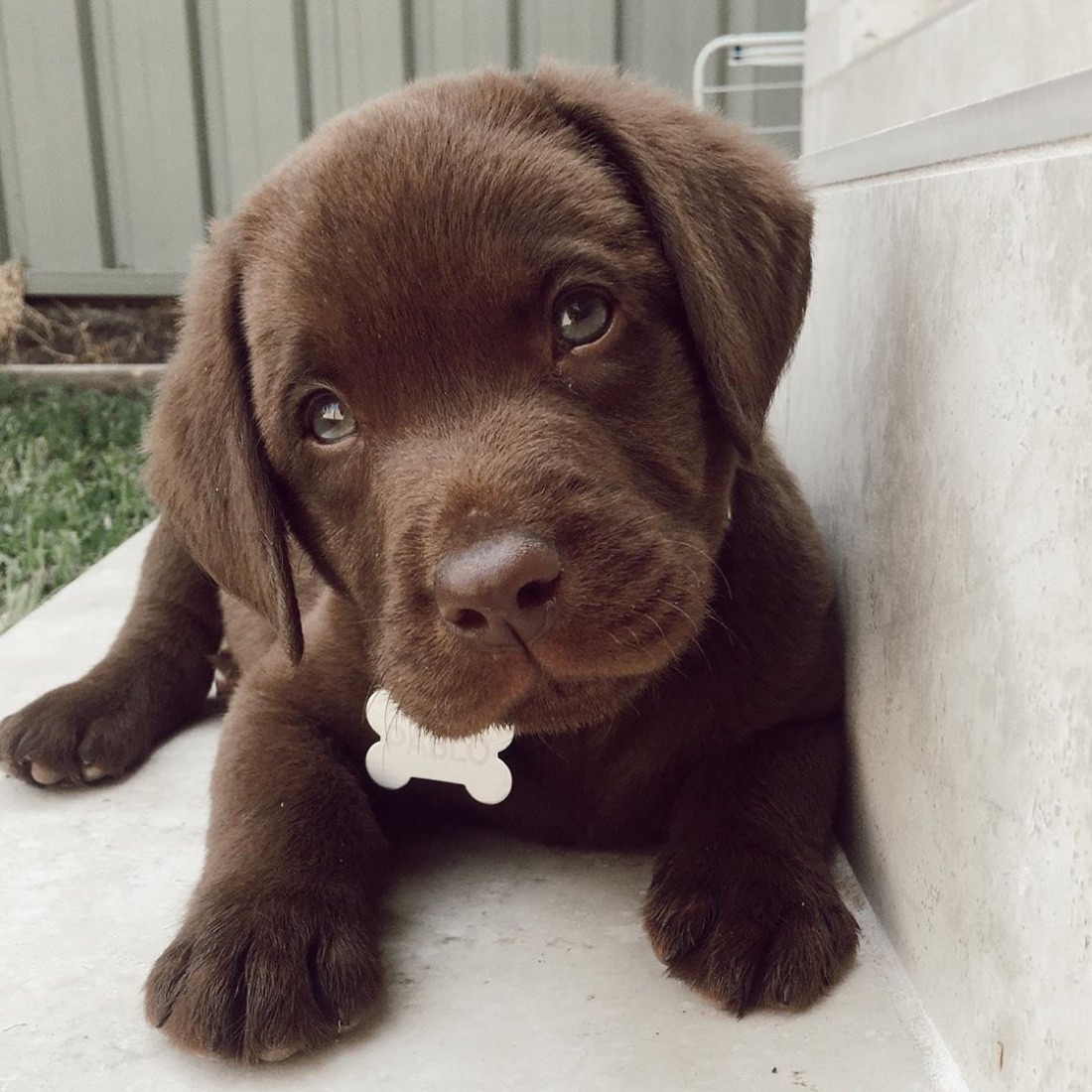 Labrador Retriever-Welpe Pablo