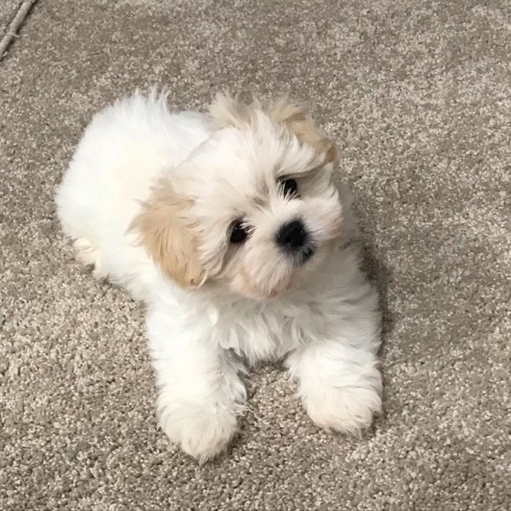 Malteser-Welpe Angel