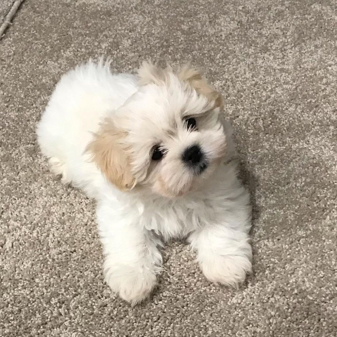 Malteser-Welpe Angel