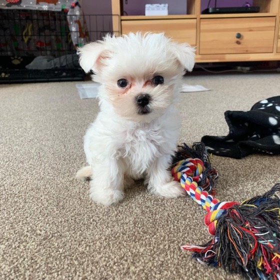 Malteser-Welpe Fox