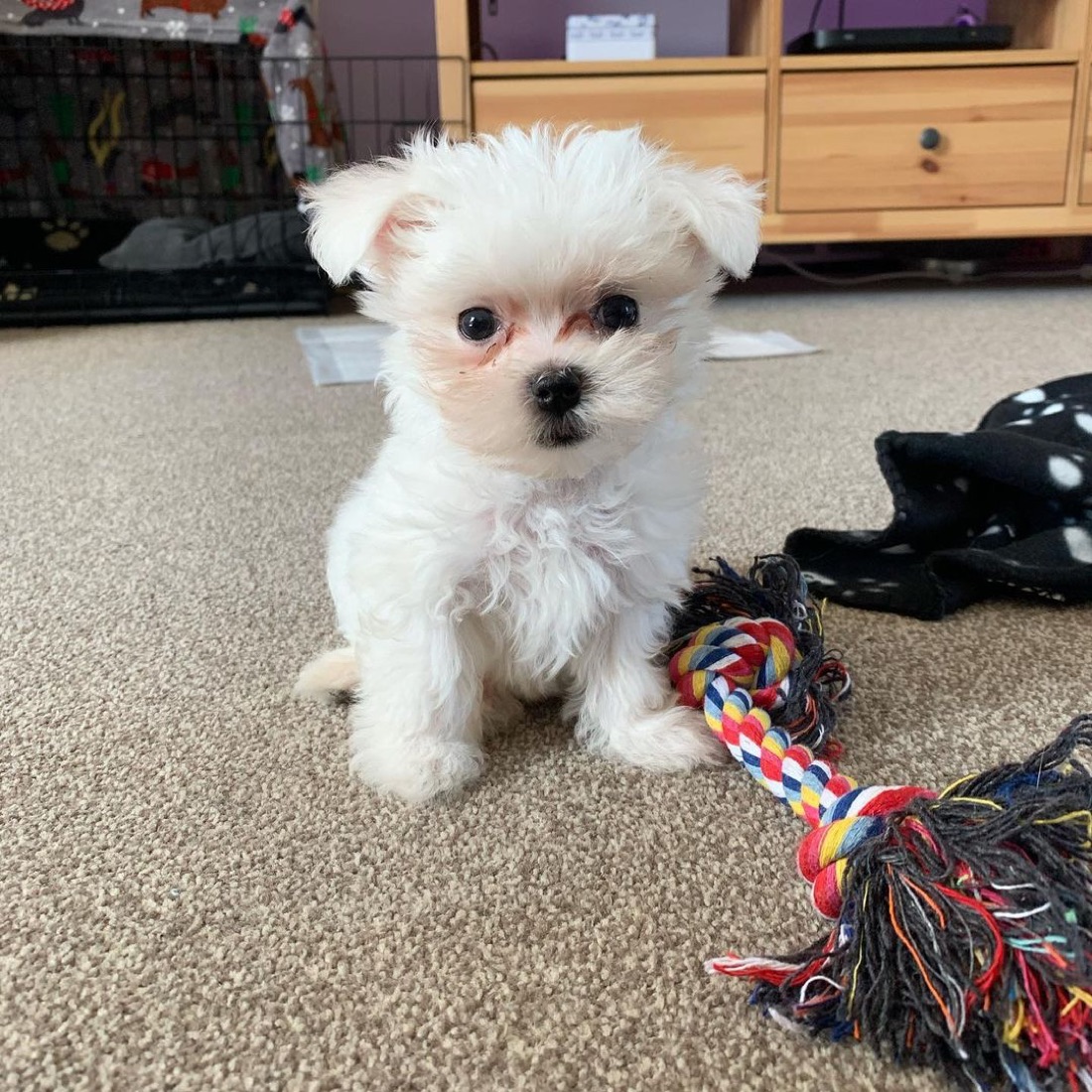 Malteser-Welpe Fox