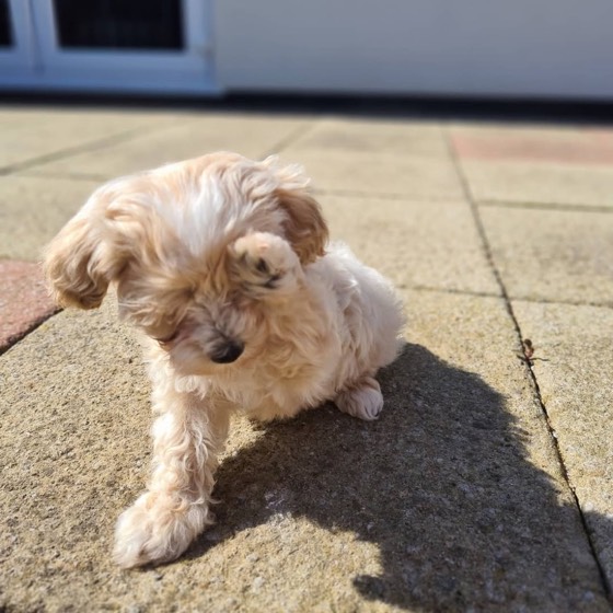 Maltipoo-Welpe Cody