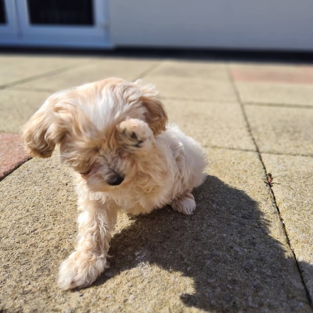 Maltipoo-Welpe Cody