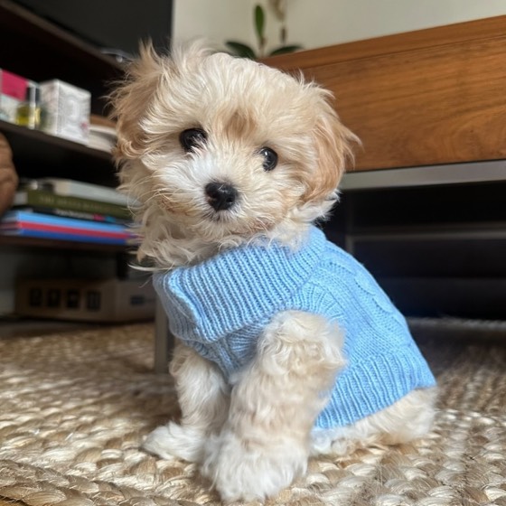 Maltipoo-Welpe Galileo