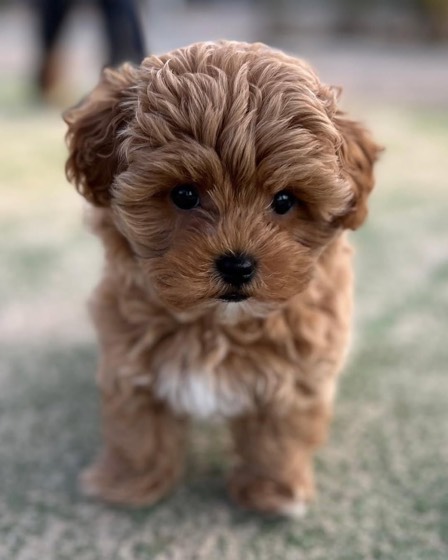 Maltipoo-Welpe