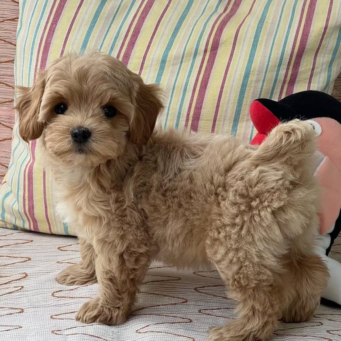 Maltipoo-Welpe Zeus
