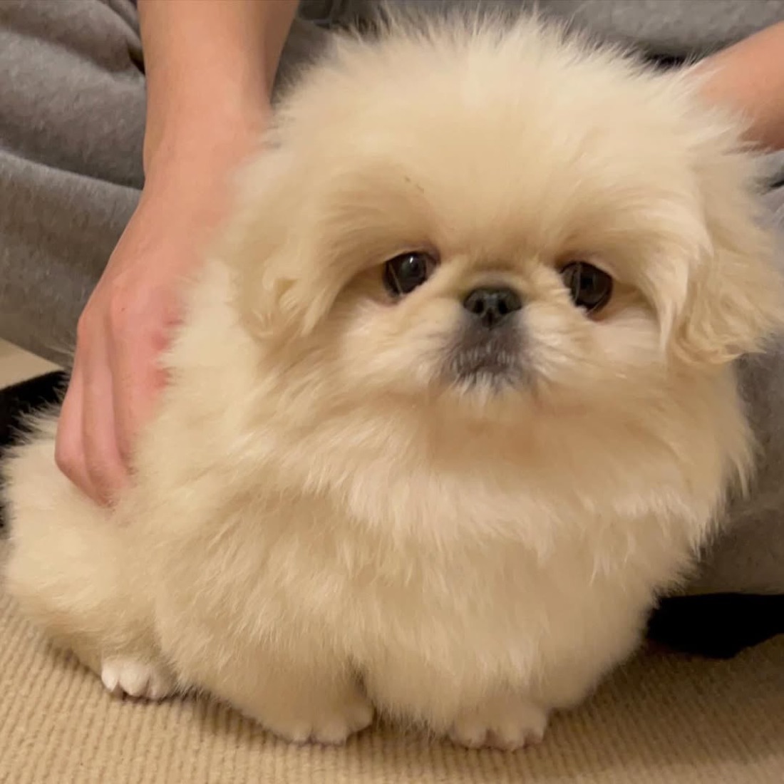 Pekinese-Welpe