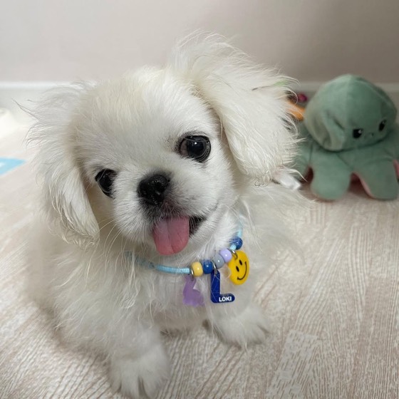 Pekinese-Welpe Loki