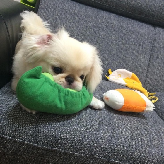 Pekinese-Welpe Mame