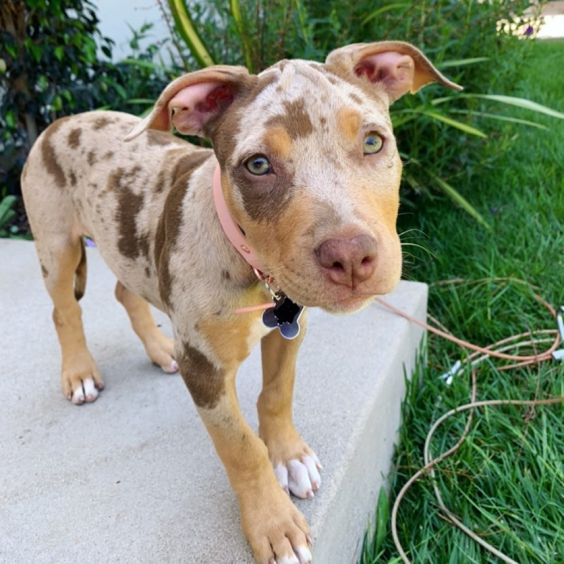 American Pit Bull Terrier-Welpe Kona