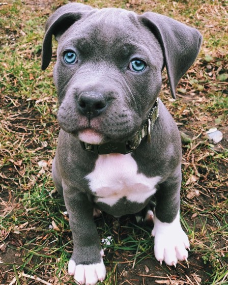 American Pit Bull Terrier-Welpe Kubo
