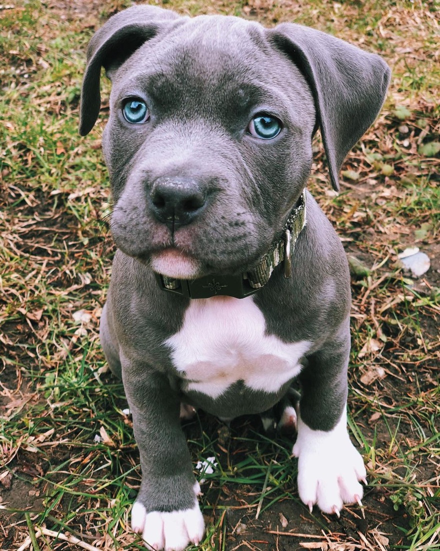 American Pit Bull Terrier-Welpe
