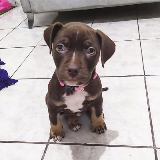American Pit Bull Terrier-Welpe Olivia