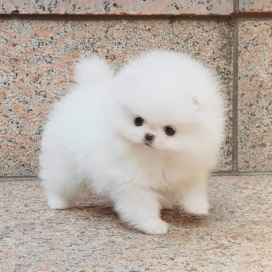 Zwergspitz (Pomeranian)-Welpe