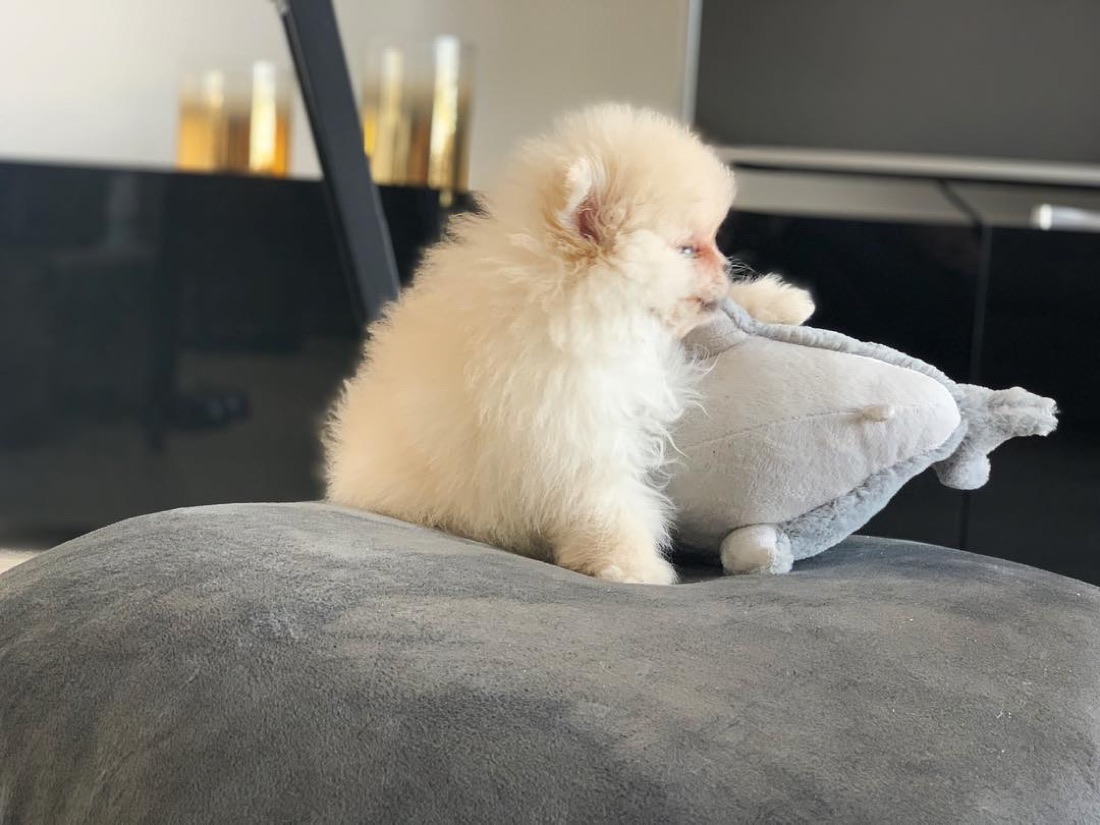 Zwergspitz (Pomeranian)-Welpe Colt