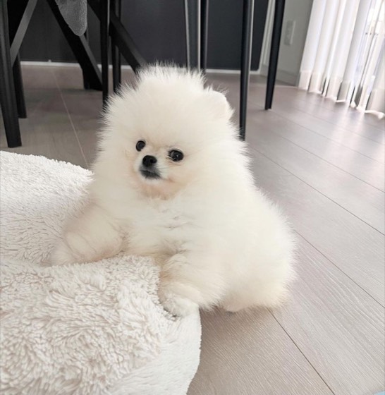 Zwergspitz (Pomeranian)-Welpe Kev