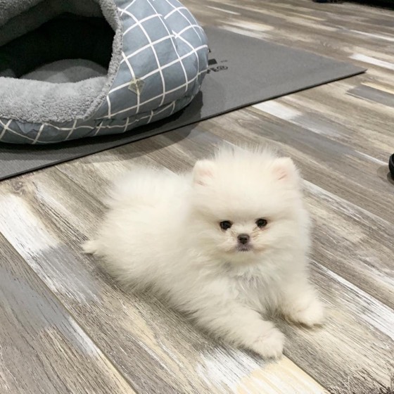 Zwergspitz (Pomeranian)-Welpe Kim