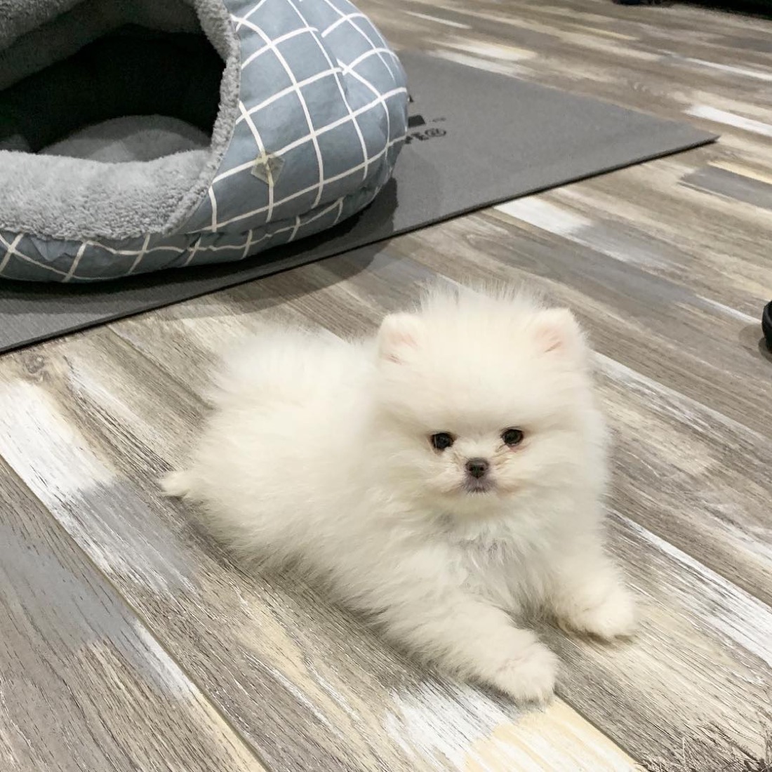 Zwergspitz (Pomeranian)-Welpe Kim