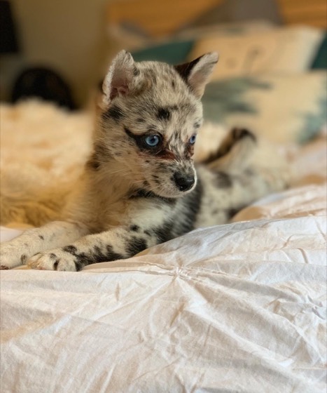 Pomsky-Welpe Ema