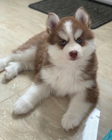 Pomsky-Welpe Jimmy