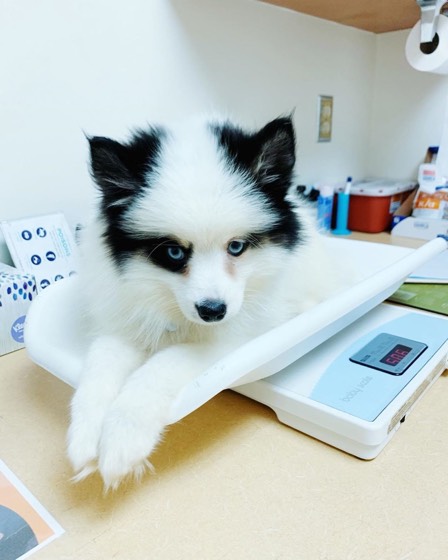 Pomsky-Welpe Khaleesi